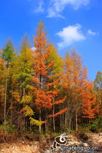 斯佩齐亚表现出色，球队重新振作