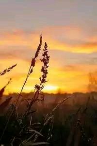 阿根廷队球员受伤退出比赛，引发关注