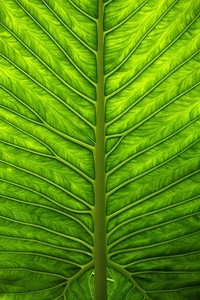 汉堡队主场胜利为球队积分榜上升助力